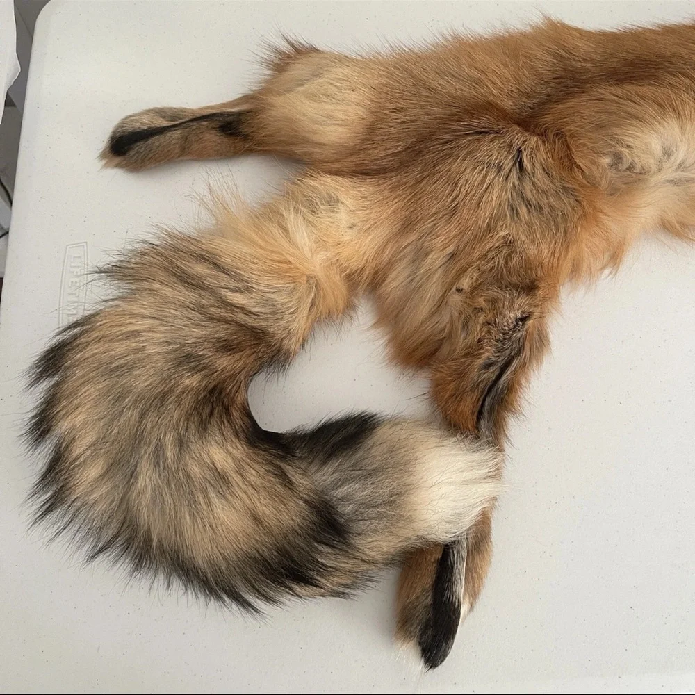 Real Red Fox Fur Pelt Hide Stole Scarf Log Cabin Decor Crafts Art Wall Hanging! - Picture 5 of 15